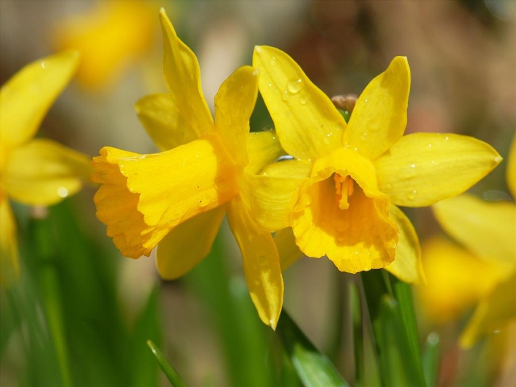 Tháng 3 gắn liền với vẻ đẹp của loại hoa nào?
